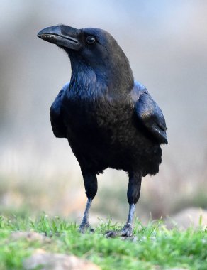 A beautiful black crow in Spain