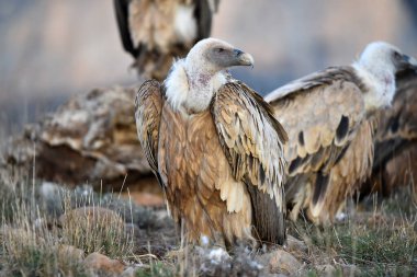 İspanya 'daki dağlarda bir griffon akbabası
