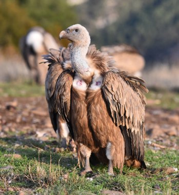 İspanya 'daki dağlarda bir griffon akbabası