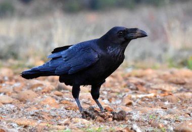 A beautiful black crow in Spain