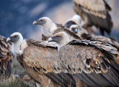 İspanya dağlarında bir griffon akbabası