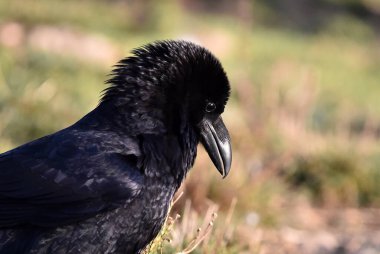 A beautiful black crow in Spain