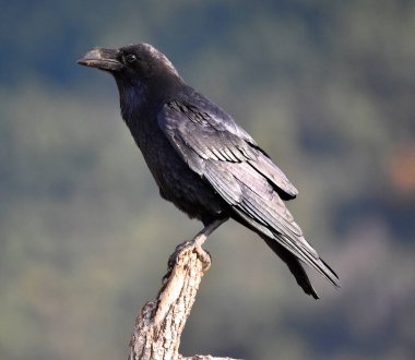 A beautiful black crow in Spain