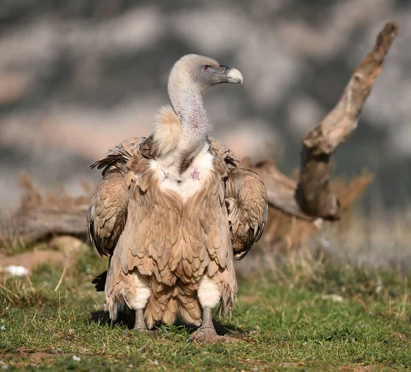 stock image a griffon vulture in the mountains in spain