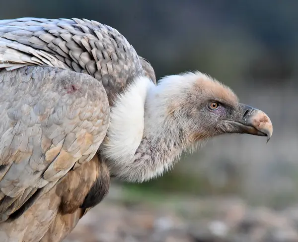 İspanya dağlarında bir griffon akbabası