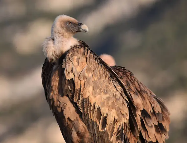 stock image a griffon vulture in the mountains of spain