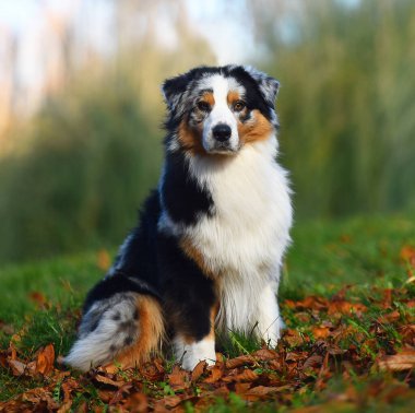Avustralya çoban köpeği yeşil alanda.