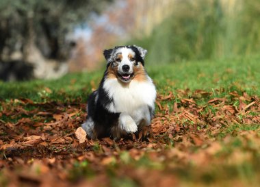 Güzel bir Avustralya çoban köpeği tarlada.