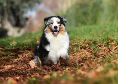 Güzel bir Avustralya çoban köpeği tarlada.