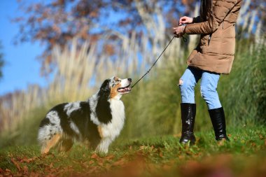 Güzel bir Avustralya çoban köpeği tarlada.