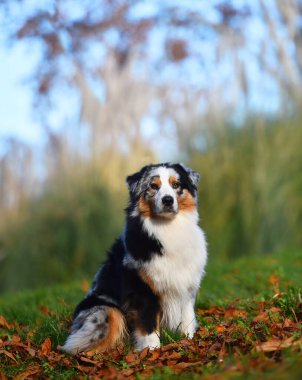 Güzel bir Avustralya çoban köpeği tarlada.