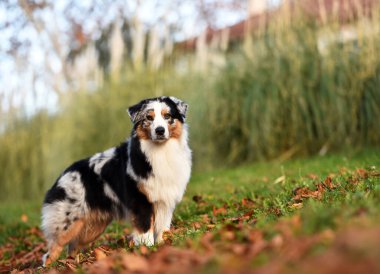 Güzel bir Avustralya çoban köpeği tarlada.