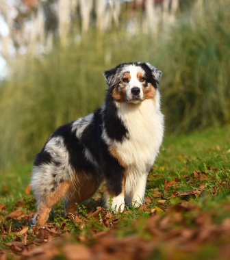 Güzel bir Avustralya çoban köpeği tarlada.