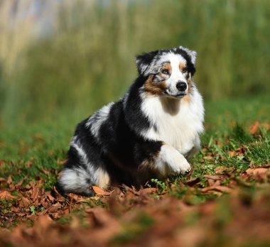 Güzel bir Avustralya çoban köpeği tarlada.