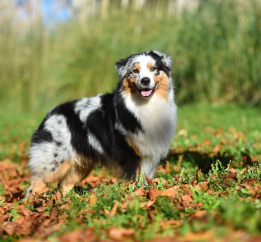 Güzel bir Avustralya çoban köpeği tarlada.