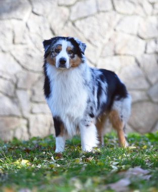 Güzel bir Avustralya çoban köpeği tarlada.