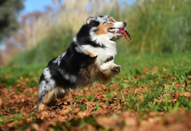 Güzel bir Avustralya çoban köpeği tarlada.