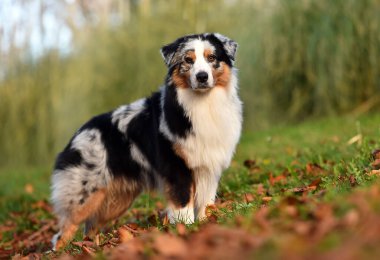 Güzel bir Avustralya çoban köpeği tarlada.