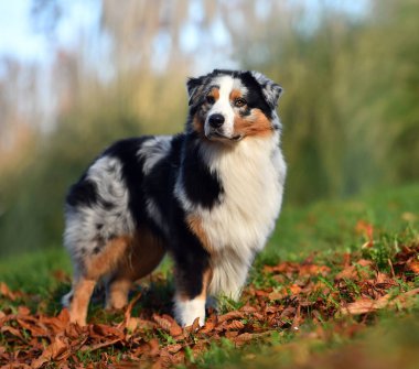 Güzel bir Avustralya çoban köpeği tarlada.