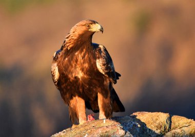 Dağdaki bir levrekte altın bir kartal