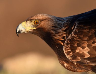 Dağdaki bir levrekte altın bir kartal