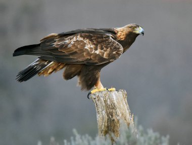 Dağdaki bir levrekte altın bir kartal