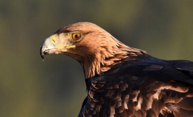 Dağdaki bir levrekte altın bir kartal