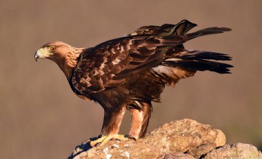 Dağdaki bir levrekte altın bir kartal