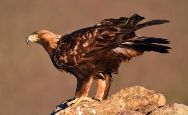 Dağdaki bir levrekte altın bir kartal