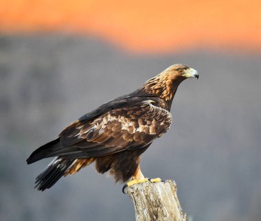 Dağdaki bir levrekte altın bir kartal