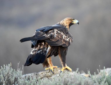 Dağdaki bir levrekte altın bir kartal