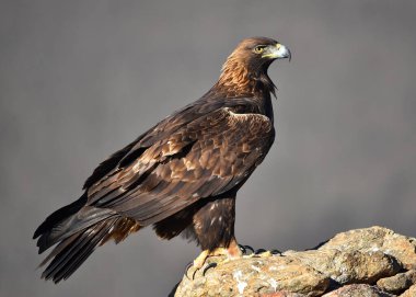 Dağdaki bir levrekte altın bir kartal