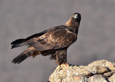 Dağdaki bir levrekte altın bir kartal