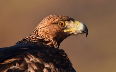 Dağdaki bir levrekte altın bir kartal