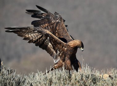 Dağdaki bir levrekte altın bir kartal