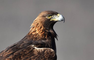 Dağdaki bir levrekte altın bir kartal