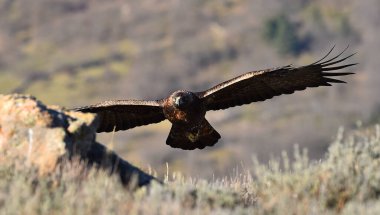 Dağdaki bir levrekte altın bir kartal