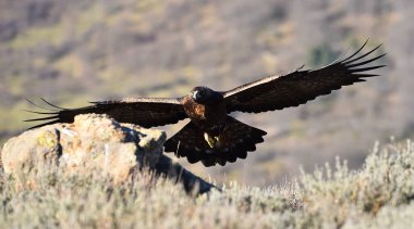 Dağdaki bir levrekte altın bir kartal