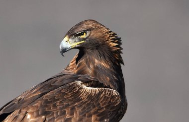Dağdaki bir levrekte altın bir kartal