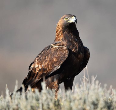 Dağdaki bir levrekte altın bir kartal