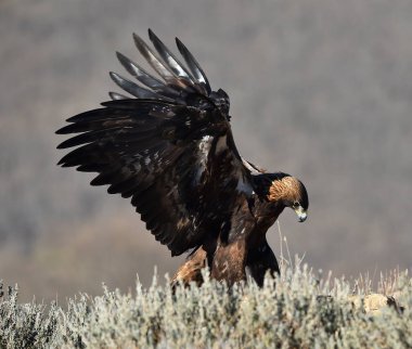 Dağdaki bir levrekte altın bir kartal