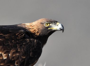 Dağdaki bir levrekte altın bir kartal