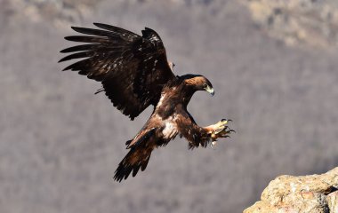 Dağdaki bir levrekte altın bir kartal