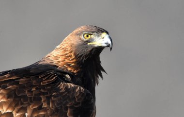 Dağdaki bir levrekte altın bir kartal