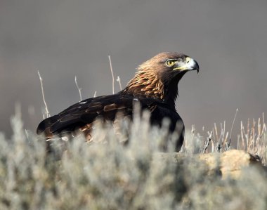 Dağdaki bir levrekte altın bir kartal
