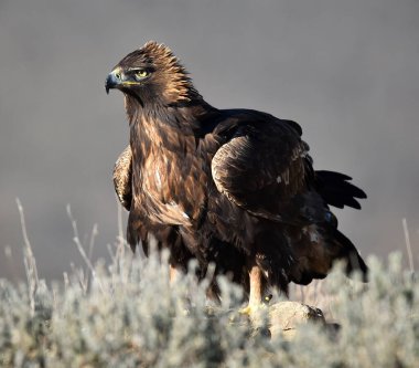 Dağdaki bir levrekte altın bir kartal