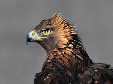 Dağdaki bir levrekte altın bir kartal