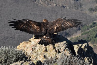 Dağdaki bir levrekte altın bir kartal