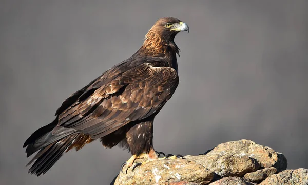 Dağdaki bir levrekte altın bir kartal