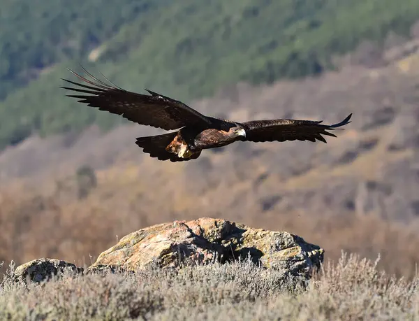 Golden Eagle Perch Mountain Stock Photo